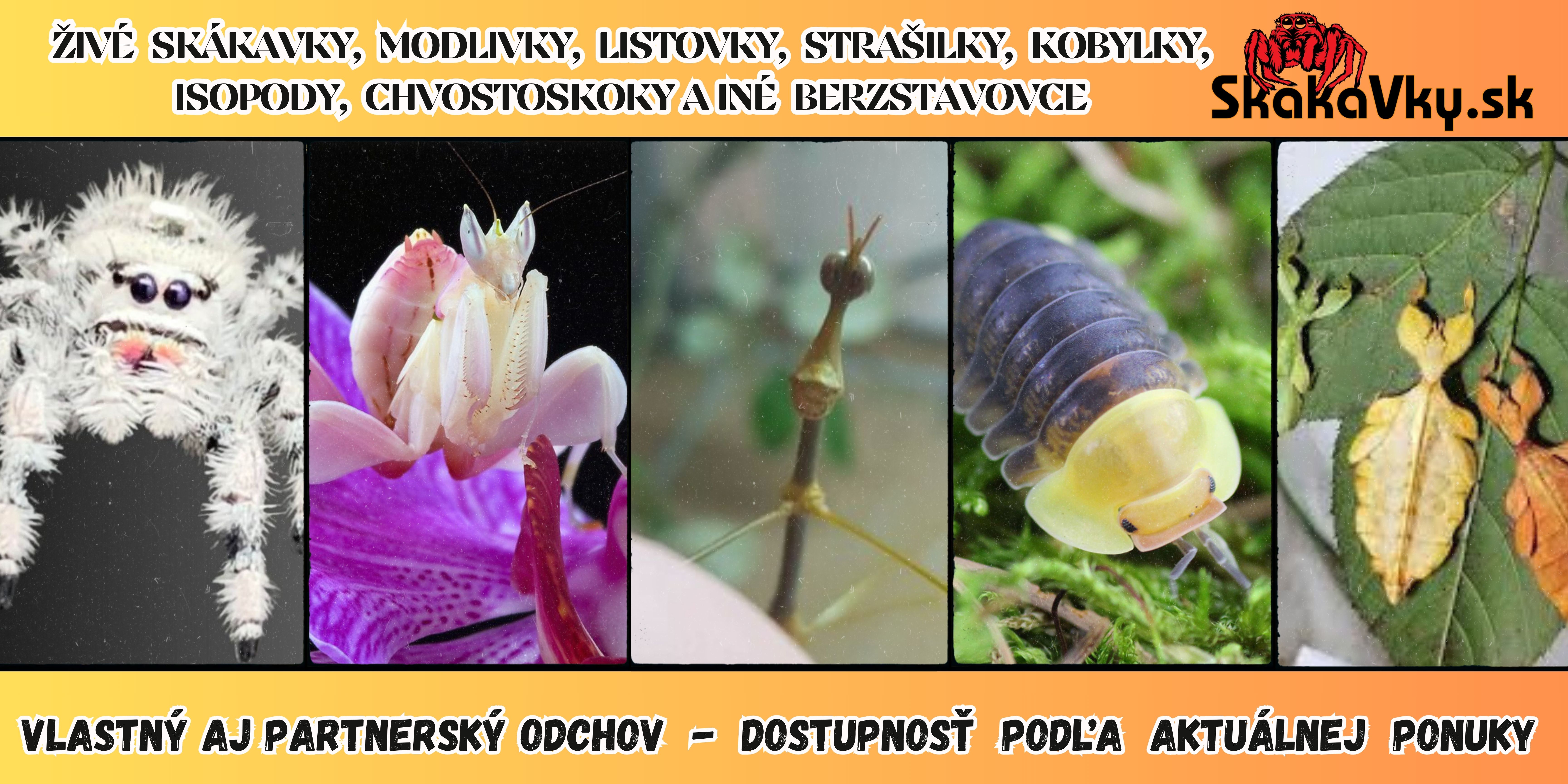 Aktuálna ponuka zvierat