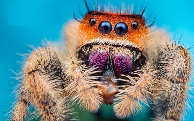 Phidippus regius "Everglades"