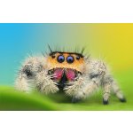 Phidippus Regius "Everglades" - 4. zvlek / Pohlavie: Neurčené