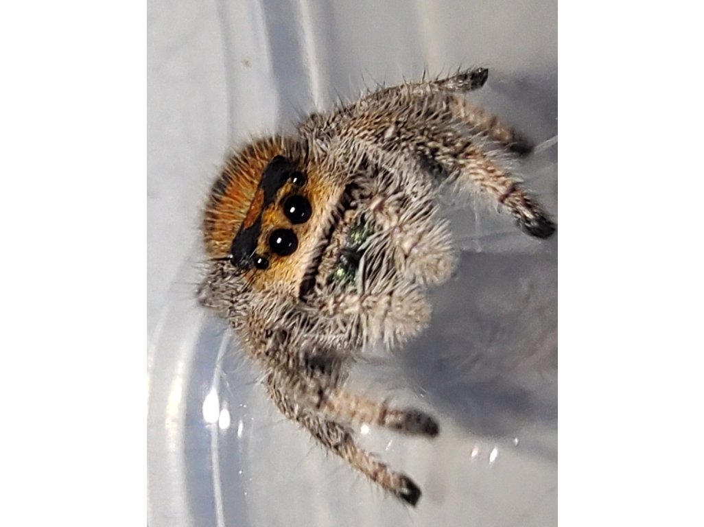 Phidippus Regius "Everglades"