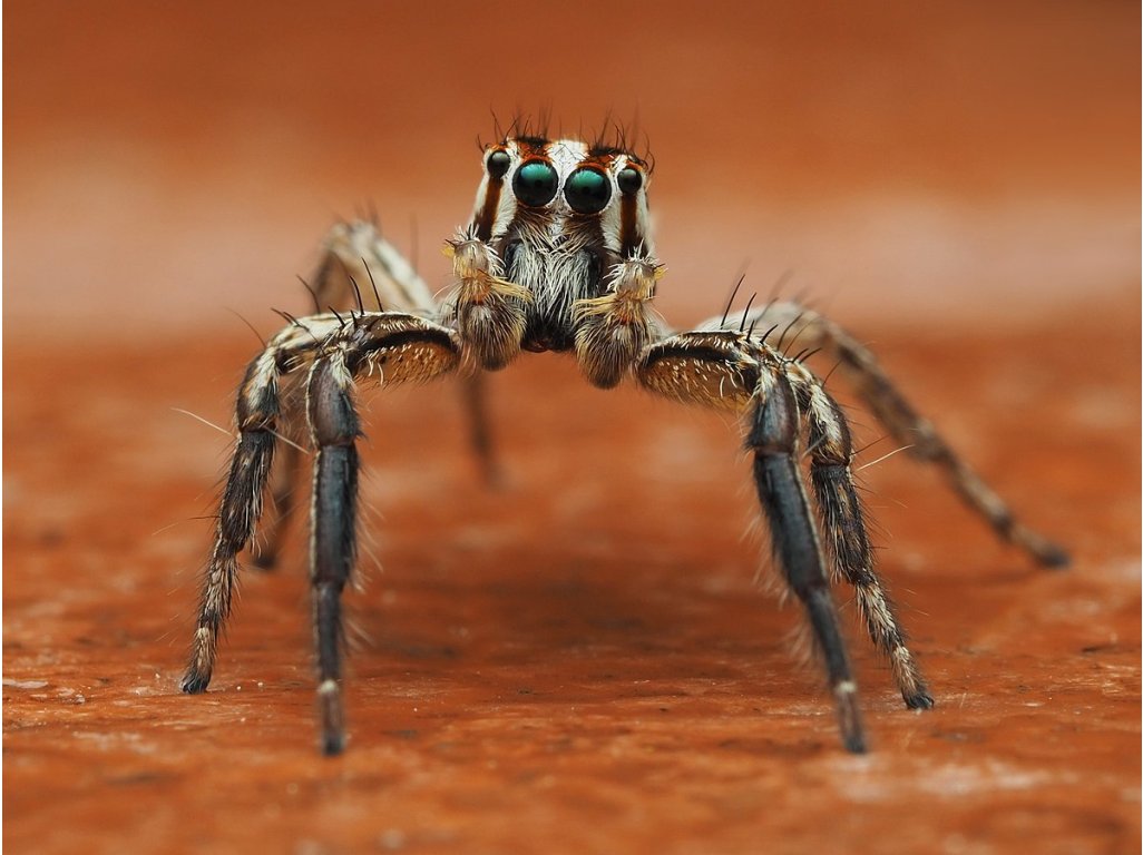 Plexippus Paykulli