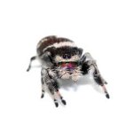 Phidippus Regius "Bahamas"