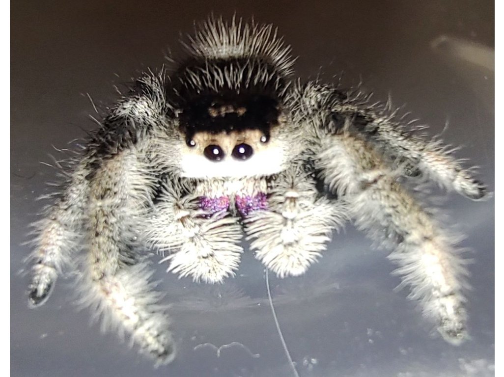 Phidippus Regius "Bahamas"