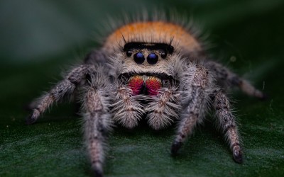 Phidippus Regius "Soroa"