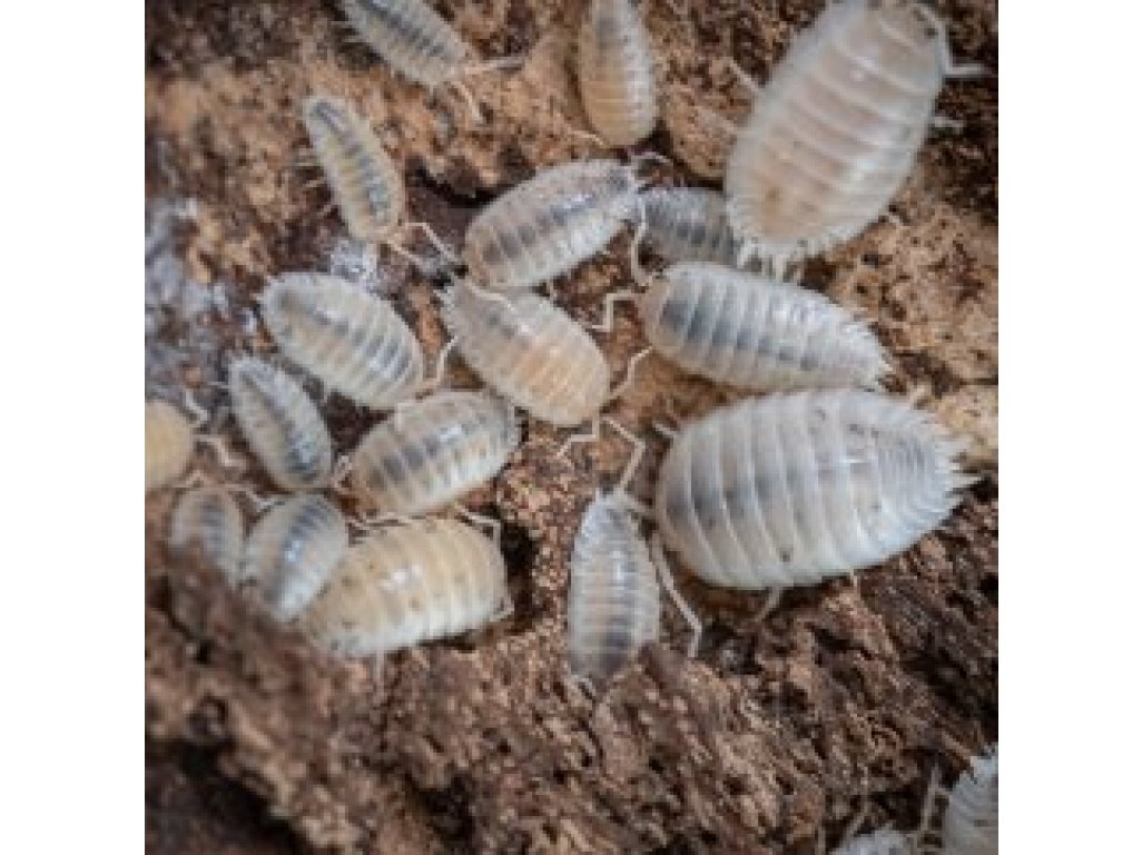 Trichorhina Tomentosa /Trpasličie Isopody/