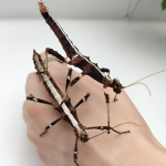 Sungaya Inexpectata - VEĽKOSŤ: 3-5 cm - 3 Ks