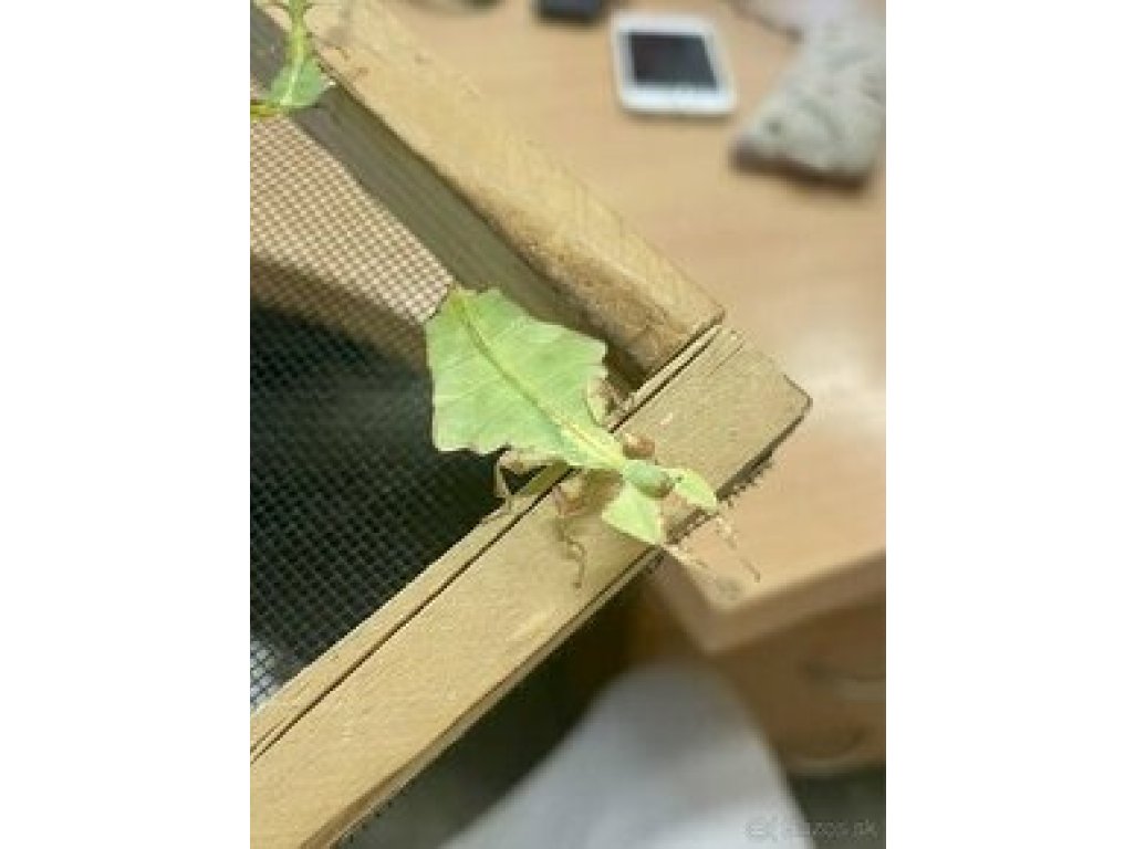 Phyllium Philippinicum