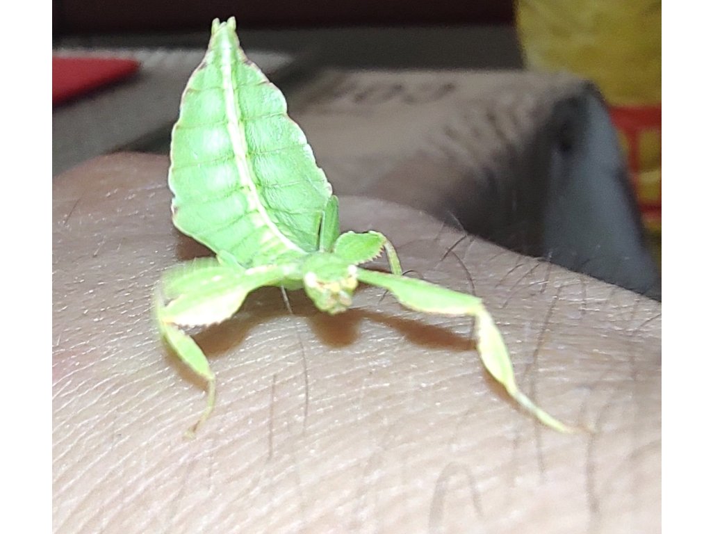 Phyllium Philippinicum