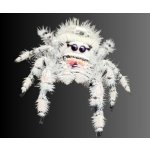 Phidippus Regius "White Bahamas" - 3. zvlek / Pohlavie: Neurčené
