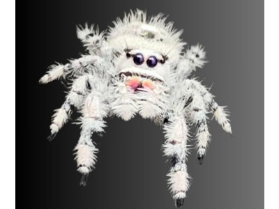 Phidippus Regius "White Bahamas"