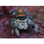 Phidippus Regius "Rastafari" - 3. zvlek / Pohlavie: Neurčené