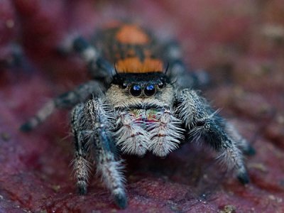 Phidippus Regius "Rastafari"