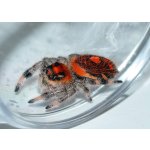 Phidippus Regius "Rastafari"
