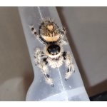 Phidippus Regius "Rastafari"