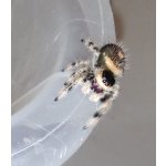 Phidippus Regius "Rastafari"