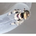 Phidippus Regius "Rastafari"