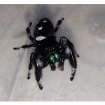 Phidippus Regius "Rastafari"