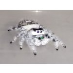 Phidippus Regius "White Bahamas"