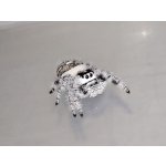 Phidippus Regius "White Bahamas"