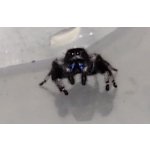 Phidippus Regius "White Bahamas"
