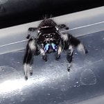 Phidippus Regius "White Bahamas"