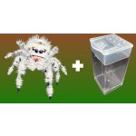 Phidippus Regius "White Bahamas"