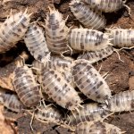 Porcellio Laevis "Dairy Cow"