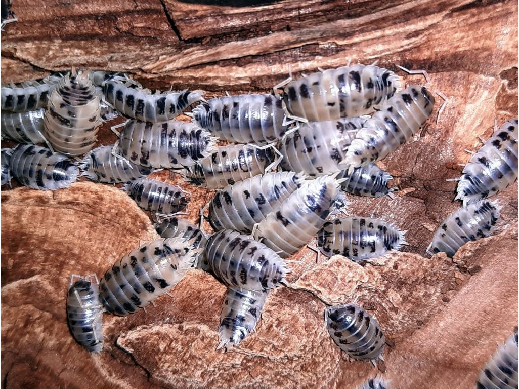 Porcellio Laevis "Dairy Cow"