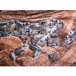 Porcellio Laevis "Dairy Cow" - Kolónia "MINI" / 25 KS - Veľkosť: 0,5 - 1 cm /