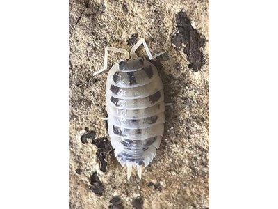 Porcellio Laevis "Dairy Cow"