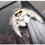 Phidippus Regius "Everglades"