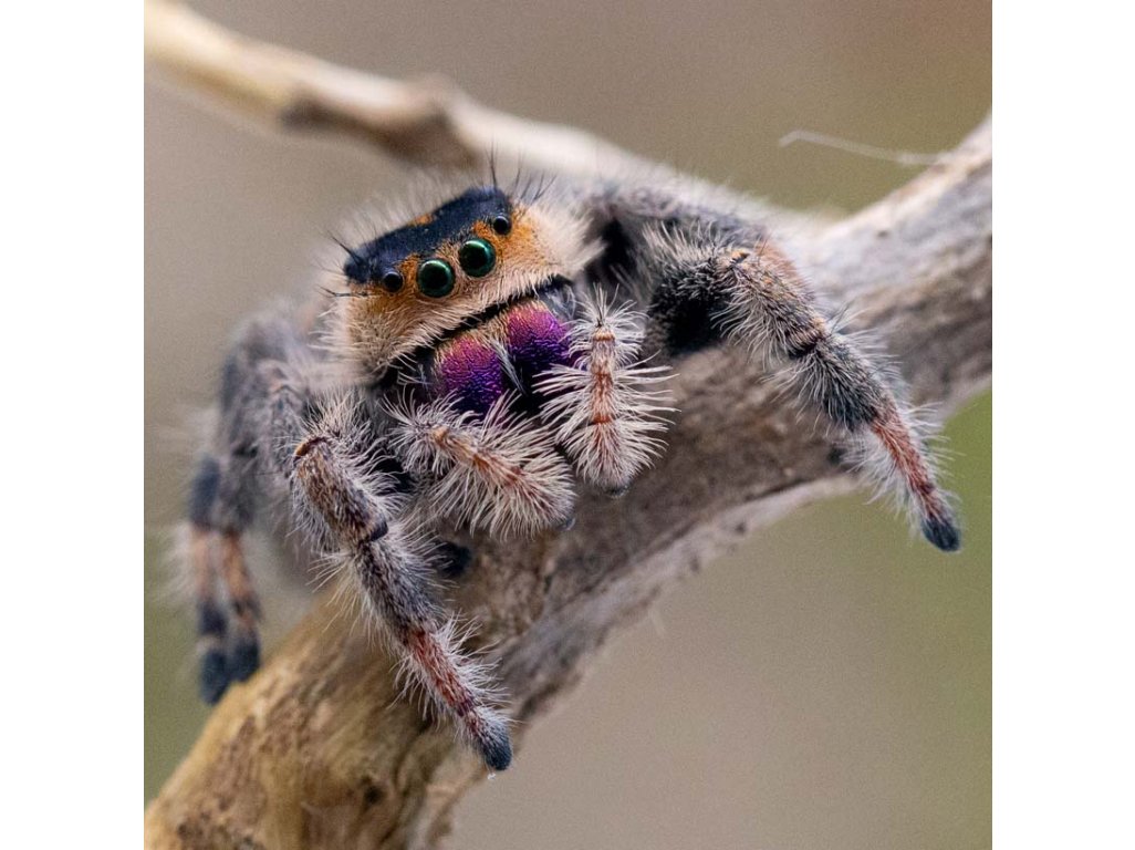 Phidippus Regius "Isla de la Juventud"