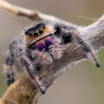 Phidippus Regius "Isla de la Juventud" - 7. Zvlek - SAMICA