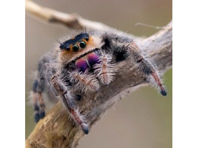 Phidippus Regius "Isla de la Juventud"