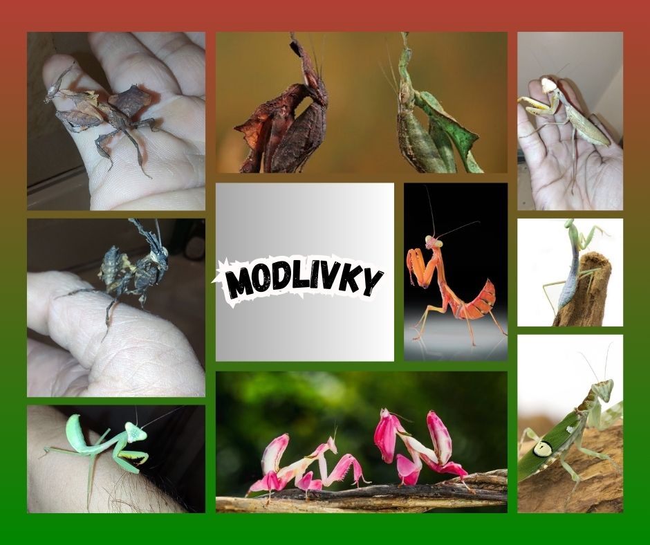 Modlivky (Mantis)