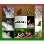 Modlivky (Mantis)