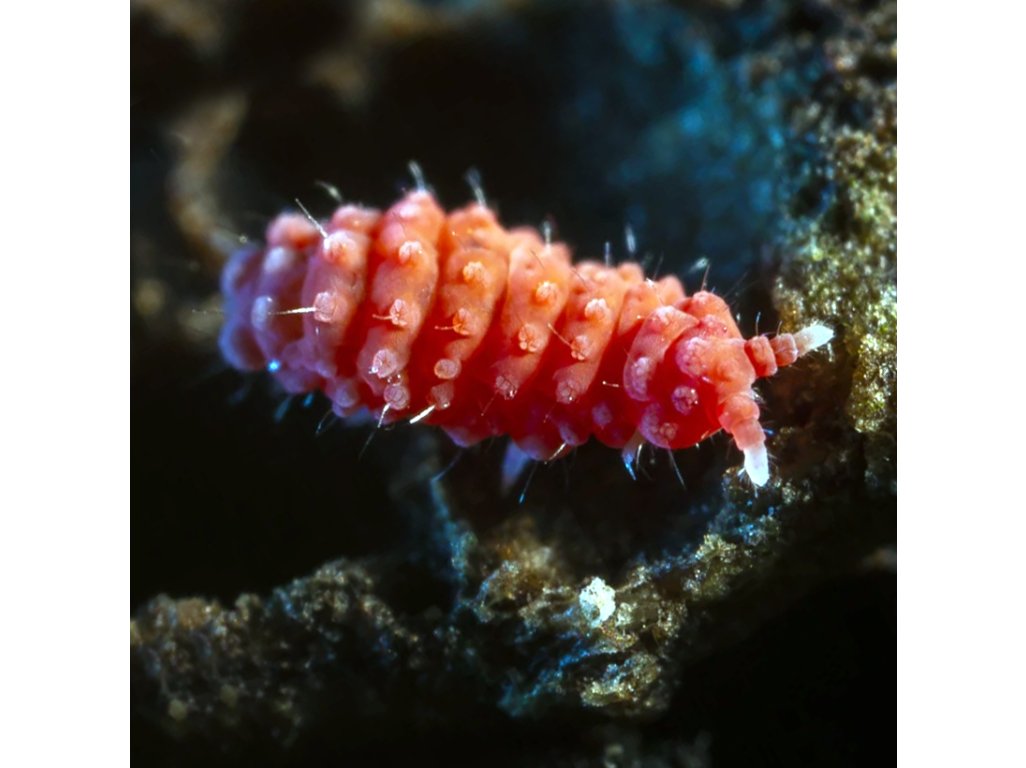 Bilobella Braunarae /Chvostoskoky/