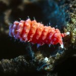 Bilobella Braunarae /Chvostoskoky/