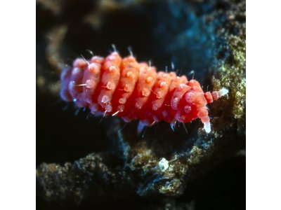 Bilobella Braunarae /Chvostoskoky/