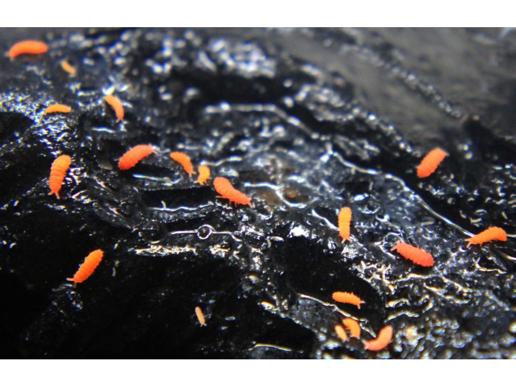 Bilobella Braunarae /Chvostoskoky/