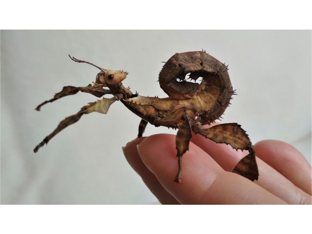 Extatosoma Tiaratum