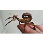 Extatosoma Tiaratum - 1-2 zvlek / cca.  3 - 4 cm - 1 KS