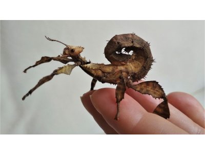Extatosoma Tiaratum