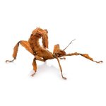 Extatosoma Tiaratum