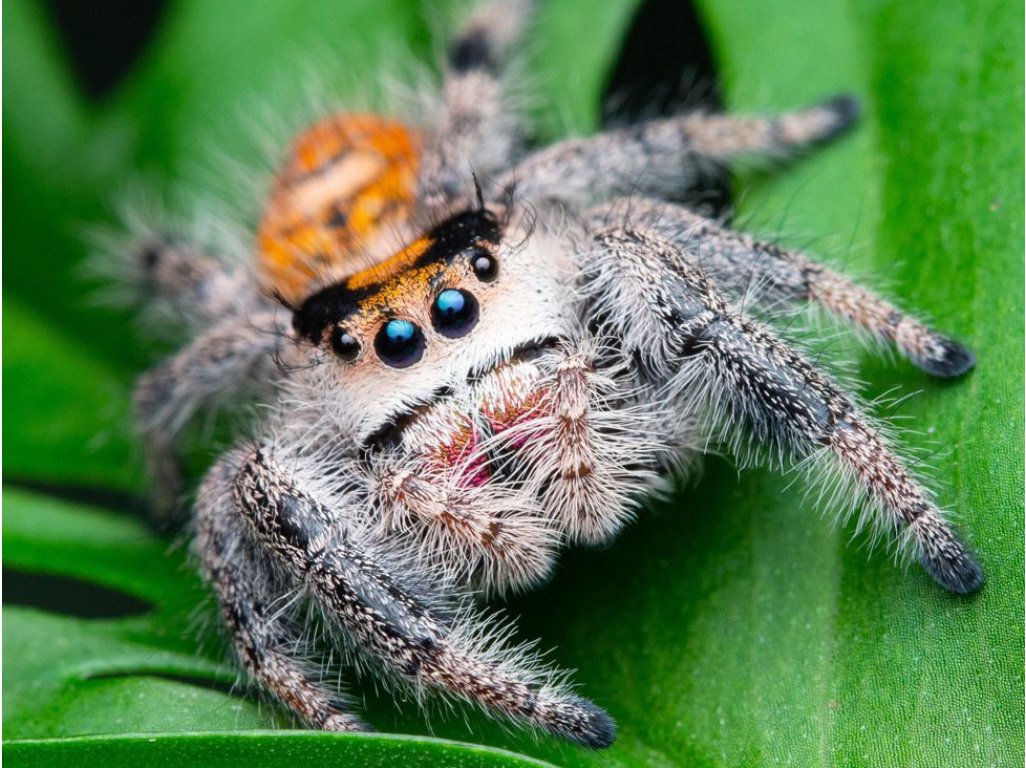 Phidippus Regius "Ocala"