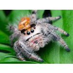 Phidippus Regius "Ocala" /  5. Zvlek: Samica