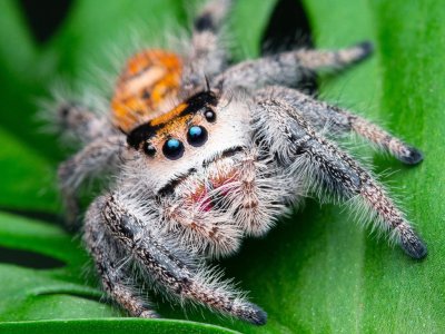 Phidippus Regius "Ocala"