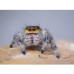 Phidippus Regius "Ocala"