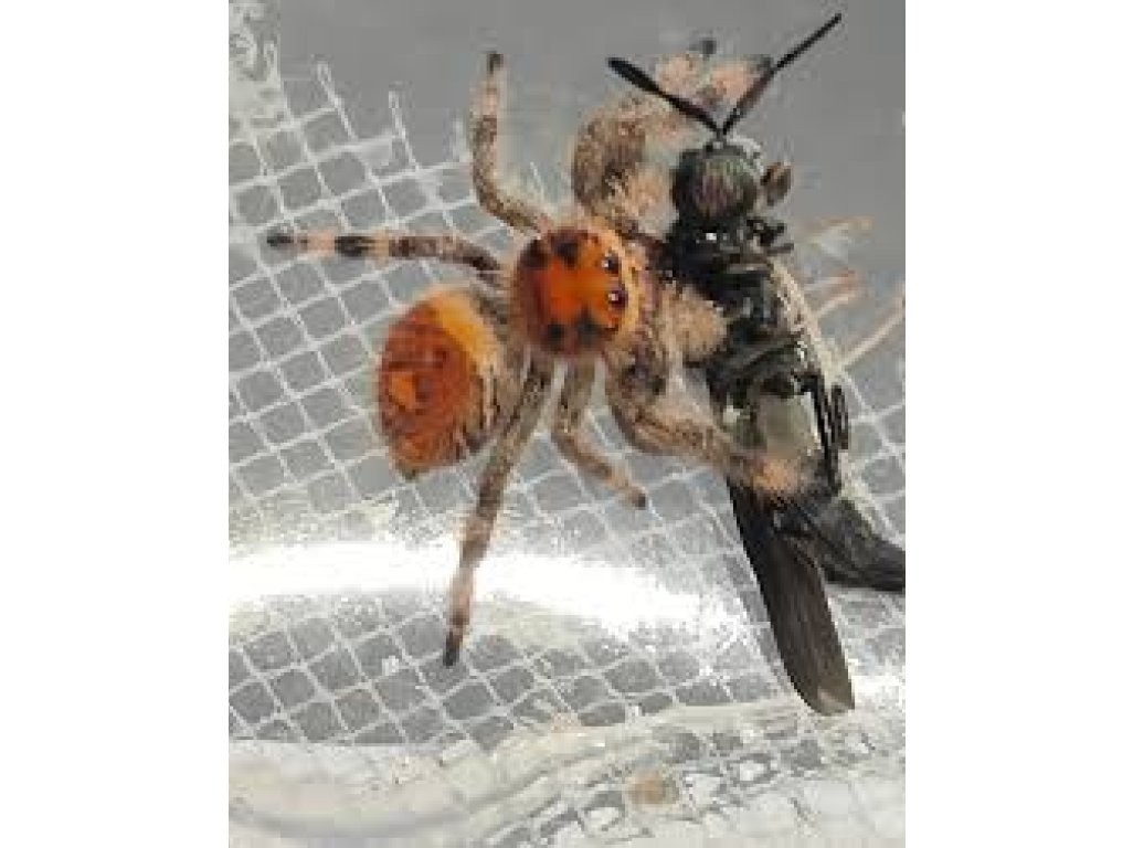 Phidippus Regius "Ocala"