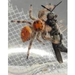 Phidippus Regius "Ocala"